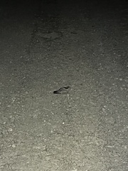 Phalaenoptilus nuttallii