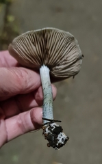 Stropharia pseudocyanea