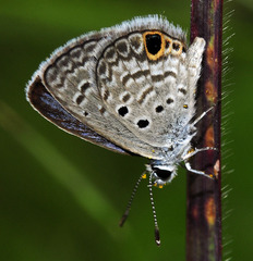 Hemiargus ceraunus filenus