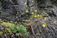 Potentilla × prostrata