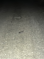 Phalaenoptilus nuttallii