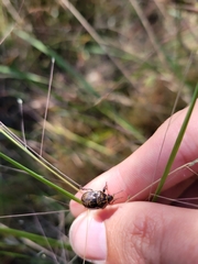 Orsilochides guttata