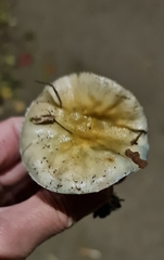 Stropharia pseudocyanea