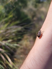 Orsilochides guttata