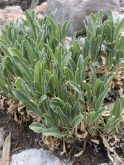 Oenothera howardii