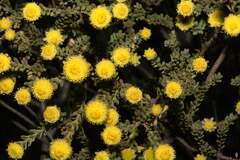 Leucadendron levisanus