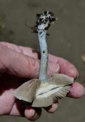 Stropharia pseudocyanea