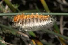 Phyllalia patens