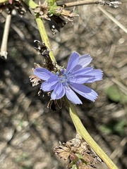 Stephanomeria diegensis