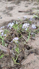 Cakile maritima baltica