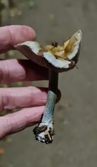 Stropharia pseudocyanea