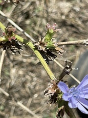 Stephanomeria diegensis