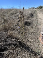 Stephanomeria diegensis