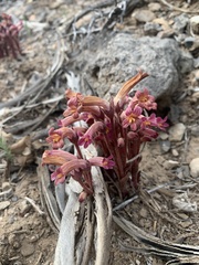 Aphyllon fasciculatum