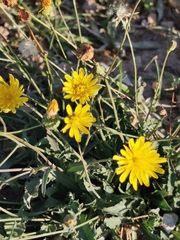 Reichardia picroides