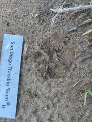 Stephanomeria diegensis