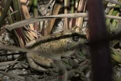 Tomopterna delalandii