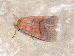 Agrochola pistacinoides