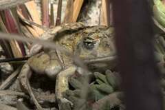 Tomopterna delalandii