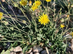 Reichardia picroides