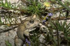 Tomopterna delalandii