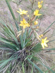 Sisyrinchium palmifolium