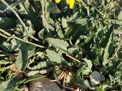 Reichardia picroides