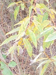Salix lasiandra
