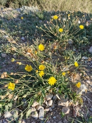 Reichardia picroides