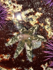 Leptasterias hexactis