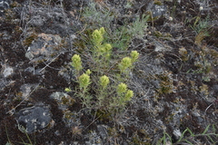 Castilleja thompsonii