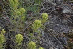 Castilleja thompsonii