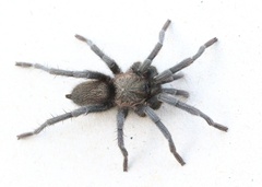 Chaetopelma olivaceum