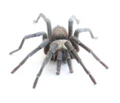 Chaetopelma olivaceum