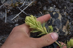 Castilleja thompsonii