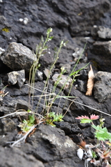 Draba sambukii
