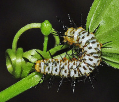 Heliconius hecale