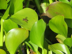 Helophilus fasciatus