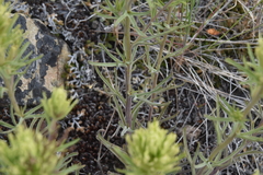 Castilleja thompsonii