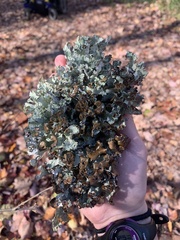 Platismatia tuckermanii