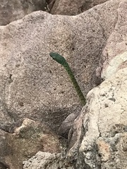 Philothamnus semivariegatus