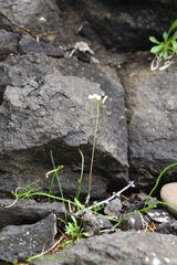 Draba sambukii