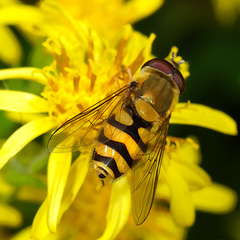 Syrphus
