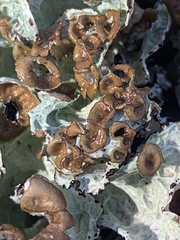 Platismatia tuckermanii