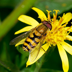 Syrphus