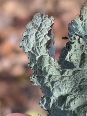 Platismatia tuckermanii