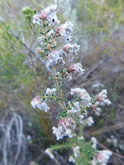Erica perlata