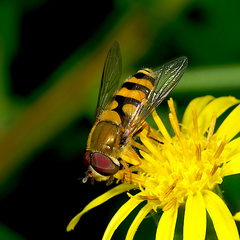 Syrphus