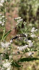 Myzinum carolinianum