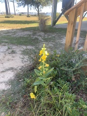 Crotalaria spectabilis